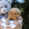 Image of Irving, a Golden Retriever puppy