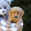 Image of Irving, a Golden Retriever puppy