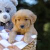 Image of Irving, a Golden Retriever puppy