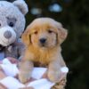 Image of Irving, a Golden Retriever puppy