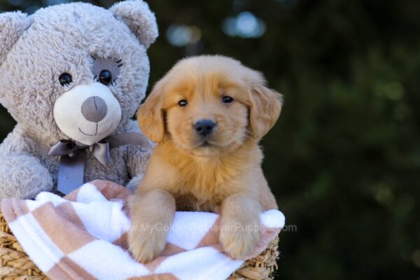 Image of Irving, a Golden Retriever puppy