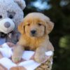 Image of Irving, a Golden Retriever puppy