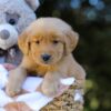 Image of Irving, a Golden Retriever puppy