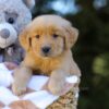 Image of Irving, a Golden Retriever puppy