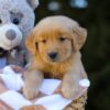 Image of Irving, a Golden Retriever puppy