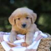 Image of Irving, a Golden Retriever puppy