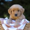 Image of Irving, a Golden Retriever puppy