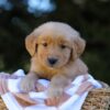 Image of Irving, a Golden Retriever puppy