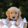 Image of Isaac, a Golden Retriever puppy