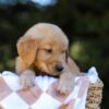 Image of Isaac, a Golden Retriever puppy