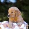 Image of Isaac, a Golden Retriever puppy