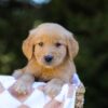 Image of Isaac, a Golden Retriever puppy