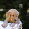 Image of Isaac, a Golden Retriever puppy