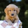 Image of Isaac, a Golden Retriever puppy