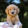 Image of Isaac, a Golden Retriever puppy