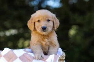 Image of Isaac, a Golden Retriever puppy