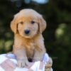 Image of Isaac, a Golden Retriever puppy