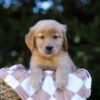 Image of Ivy, a Golden Retriever puppy