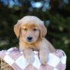 Image of Ivy, a Golden Retriever puppy