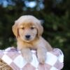 Image of Ivy, a Golden Retriever puppy