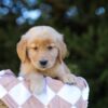 Image of Ivy, a Golden Retriever puppy