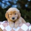 Image of Ivy, a Golden Retriever puppy