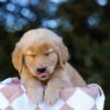 Image of Ivy, a Golden Retriever puppy