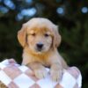 Image of Ivy, a Golden Retriever puppy