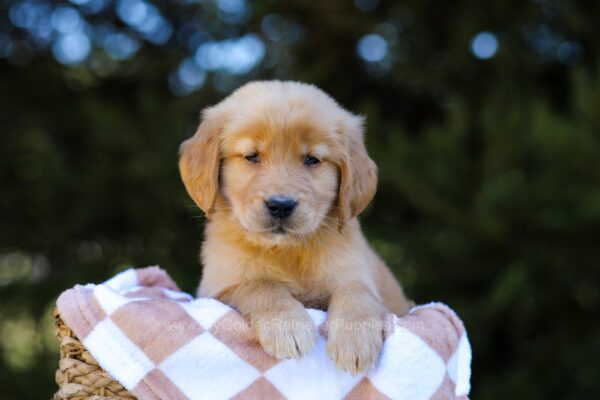 Image of Ivy, a Golden Retriever puppy