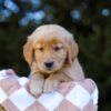 Image of Ivy, a Golden Retriever puppy