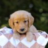 Image of Izzy, a Golden Retriever puppy
