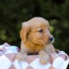 Image of Izzy, a Golden Retriever puppy