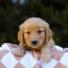 Image of Izzy, a Golden Retriever puppy