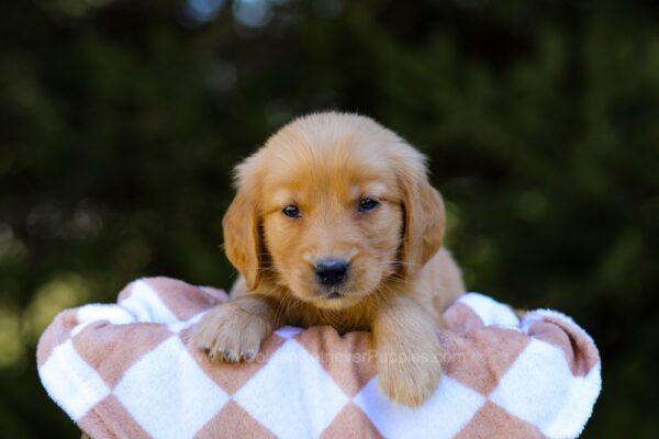 Image of Izzy, a Golden Retriever puppy