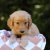 Image of Izzy, a Golden Retriever puppy
