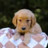 Image of Izzy, a Golden Retriever puppy