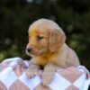 Image of Izzy, a Golden Retriever puppy