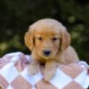 Image of Izzy, a Golden Retriever puppy