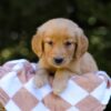 Image of Izzy, a Golden Retriever puppy
