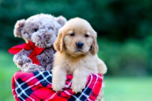 Image of Jack, a Golden Retriever puppy
