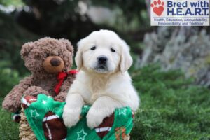 Image of Jade, a Golden Retriever puppy
