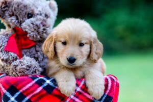 Image of Jane, a Golden Retriever puppy