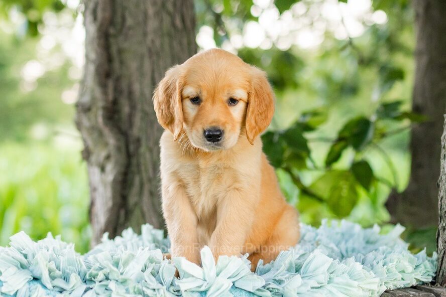 Jasmine Image of Jasmine, a Golden Retriever puppy