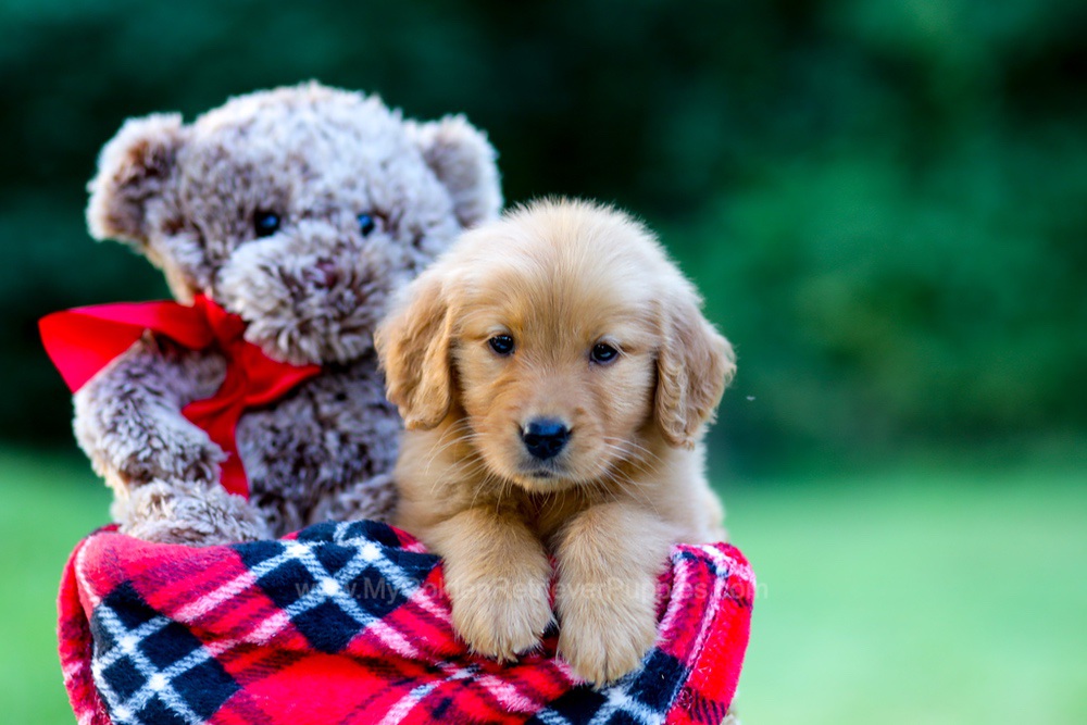 Jasmine Image of Jasmine, a Golden Retriever puppy