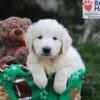 Image of Jasper, a Golden Retriever puppy