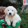 Image of Jasper, a Golden Retriever puppy