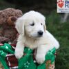 Image of Jasper, a Golden Retriever puppy