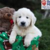 Image of Jasper, a Golden Retriever puppy