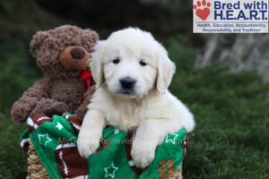 Image of Jasper, a Golden Retriever puppy