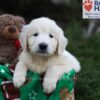 Image of Jasper, a Golden Retriever puppy